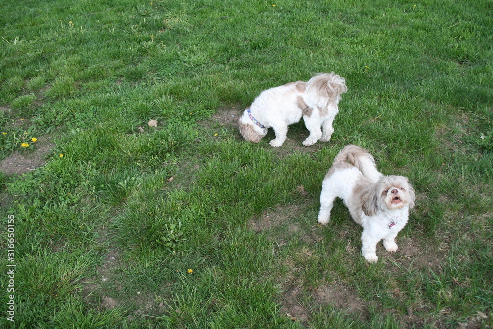 Dogs in Suburban Yard