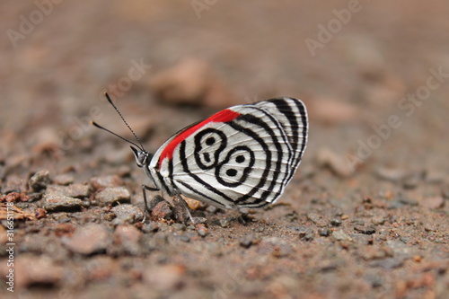 BUTTERFLY