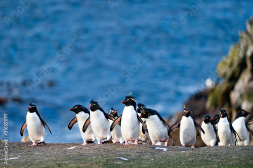                                                       Pebble Island