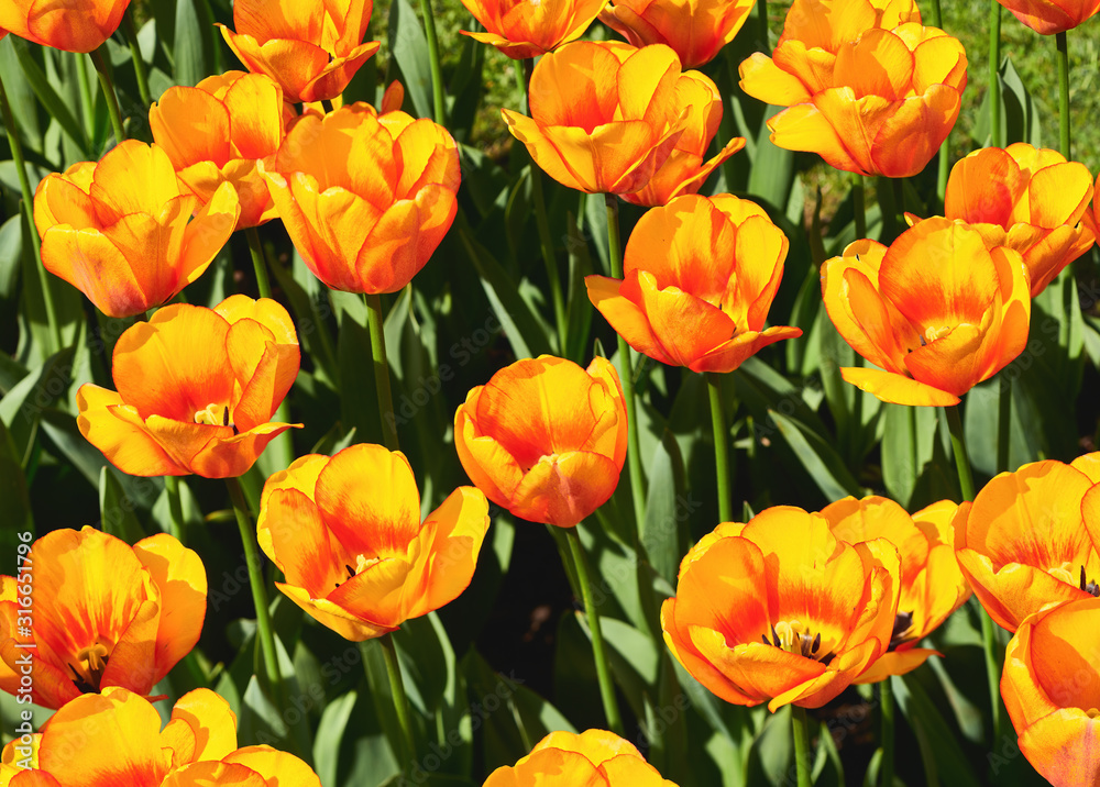 Beautiful yellow and red tulip. Simbol of spring. Beautiful yellow and red tulip. Simbol of spring.