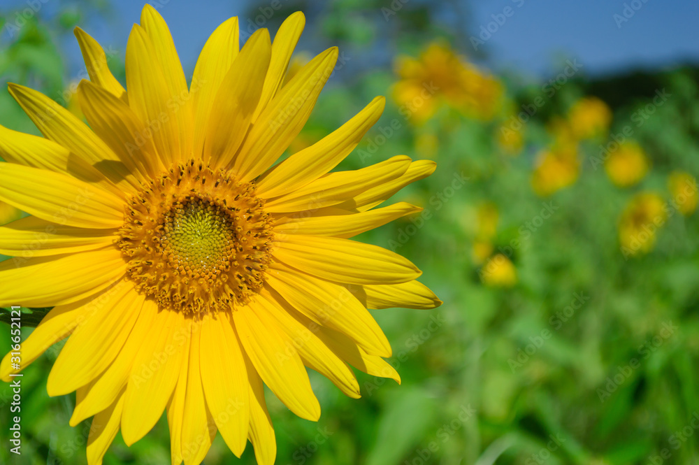 Sunflower field on blue sky background