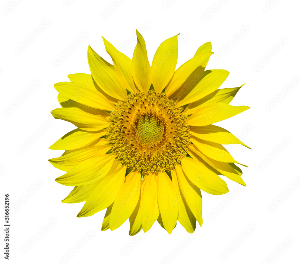 Obraz premium sunflower isolated on white background, clipping paths