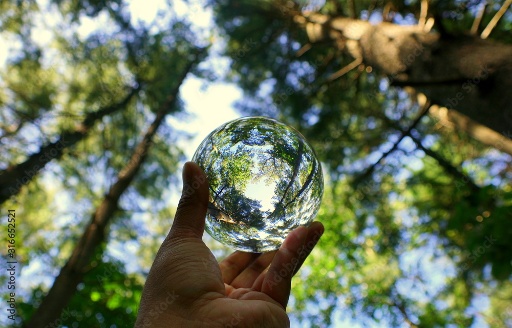 The green forest captured through a crystal lens ball The green forest captured through a crystal lens ball