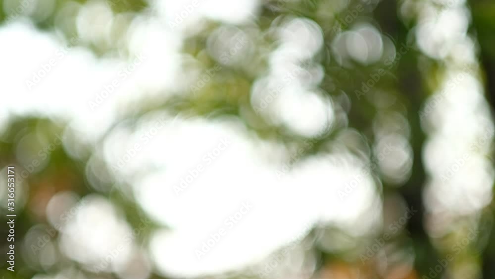 bokeh background, green leave blur background