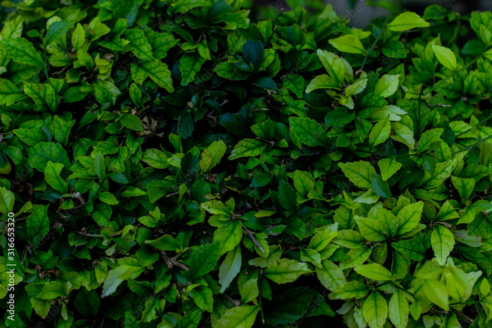 Creative layout made of green leaves as a background. Creative layout made of green leaves as a background.