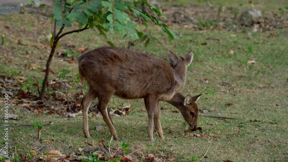 Deer eating grass in the forest Deer eating grass in the forest