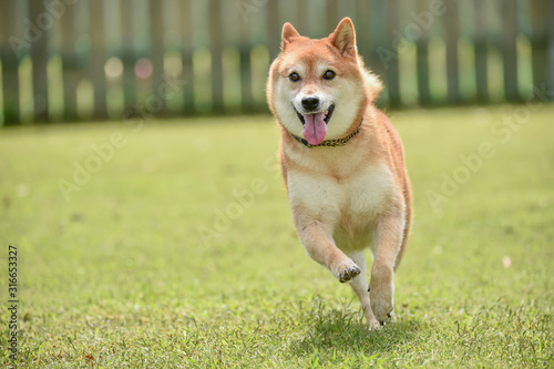 柴犬