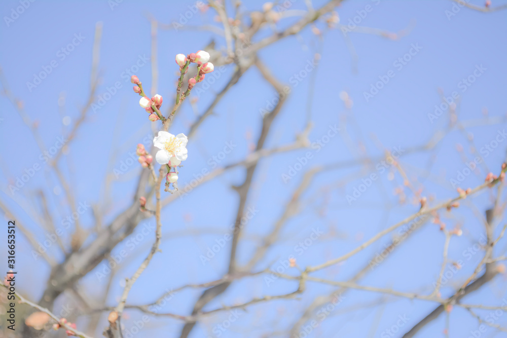 東京都新宿区の公園の寒い日に咲き始めた一輪の梅の花 東京都新宿区の公園の寒い日に咲き始めた一輪の梅の花