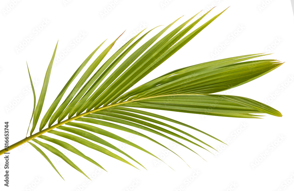 Cocos nucifera leaf(Coconut)tropical green isolate on white background. Cocos nucifera leaf(Coconut)tropical green isolate on white background.