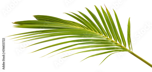 Cocos nucifera leaf Coconut tropical green isolate on white background.