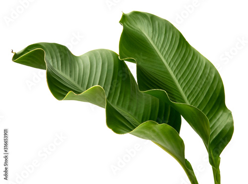 Canna indica leaf, (Indian shot,Butsarana), Exotic tropical leaf,  isolated on white background with clipping path. photo