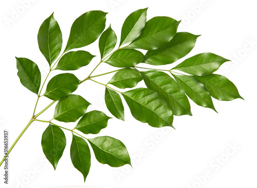 Ficus benjamina leaf tropical isolated on white background.