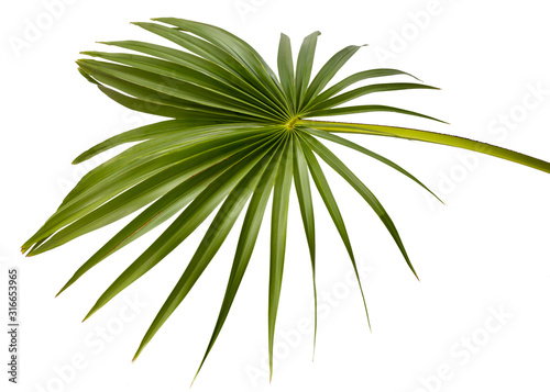 Helostoma temmicki leaf (TEMMINCK'S KISSING GOURAMI) Green plam leaves, Tropical foliage isolated on white background with clipping path.