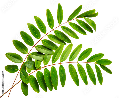 Senna siamefa leaf(Cassod tree, Thai copper pod)tropical isolated on white background, top angle view,with clipping path.