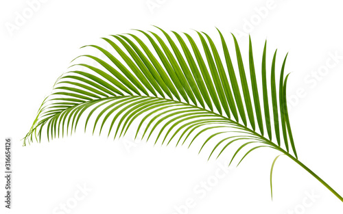 Fototapeta Naklejka Na Ścianę i Meble -  Palm leaves tropical green isolate on white background.