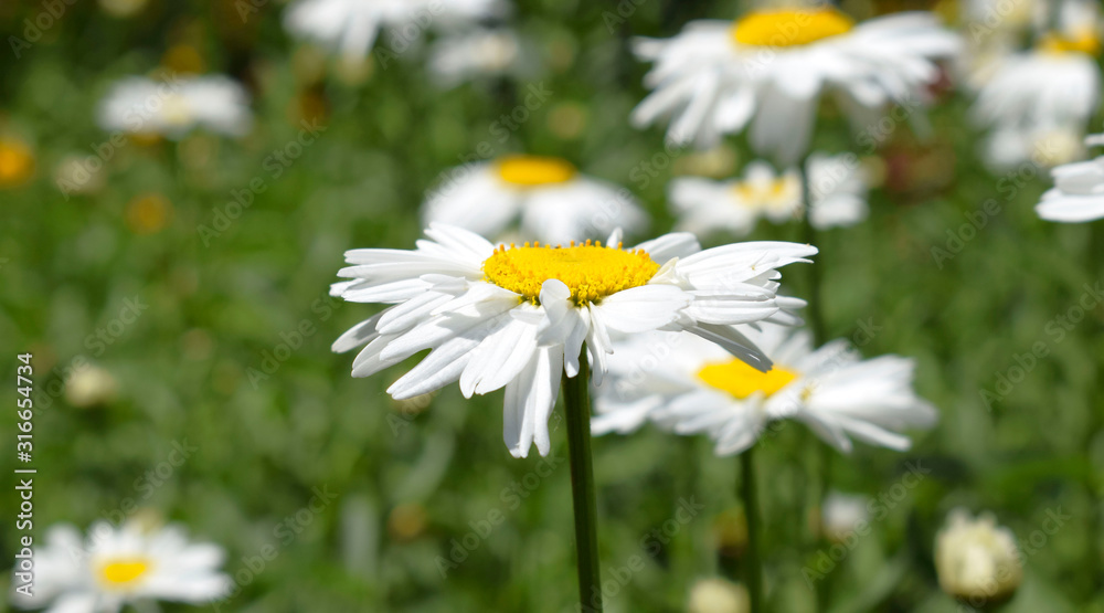 Garden daisies (лат. Leucanthemum vulgare) on a natural background, summer concept. Garden daisies (лат. Leucanthemum vulgare) on a natural background, summer concept.