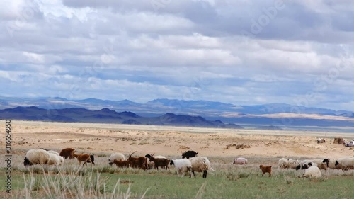 Wallpaper Mural Herd of sheep and goats grazing on the meadow field on the mountains background. Western Mongolia. Torontodigital.ca