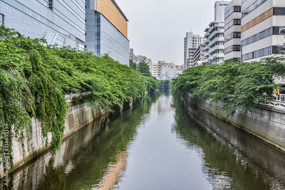 東京都目黒区の川沿いの木々が青々と茂る夏の目黒川