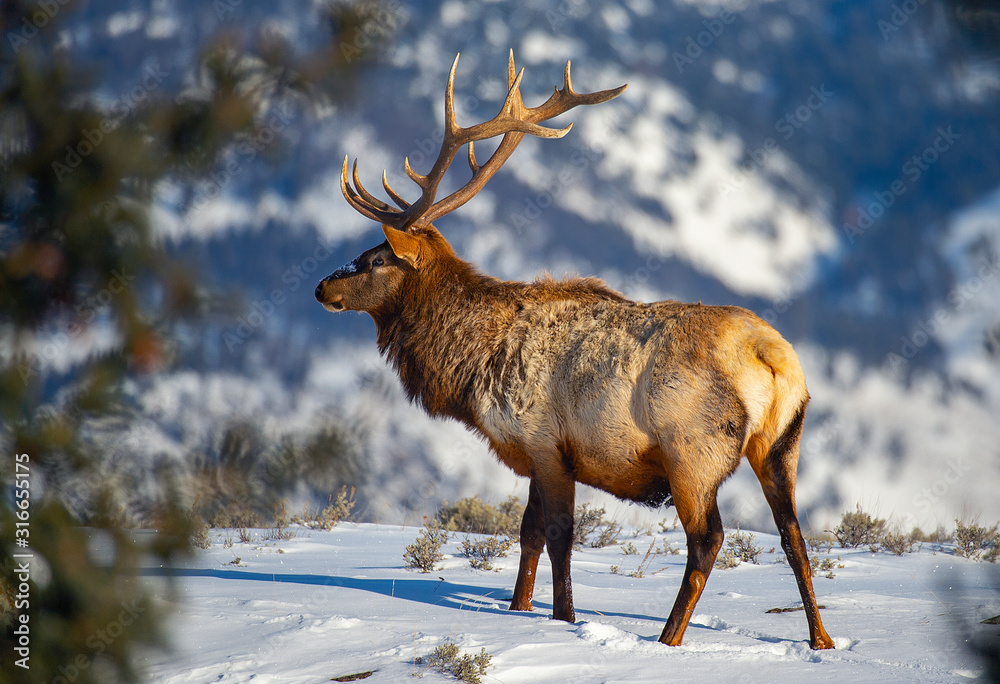 Bull Elk surviving the winter Bull Elk surviving the winter