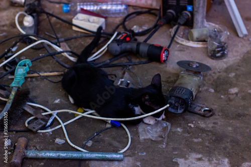 Canvas Print Portrait of wild cats outdoors