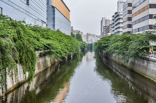 東京都目黒区の川沿いの木々が青々と茂る夏の目黒川