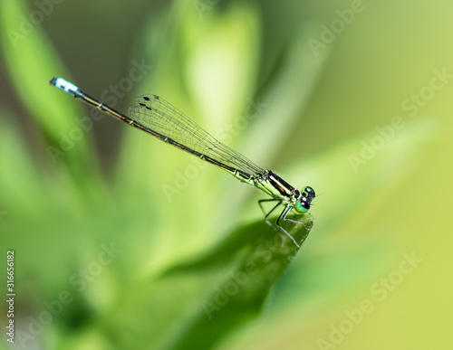 Green eye dragonfly 