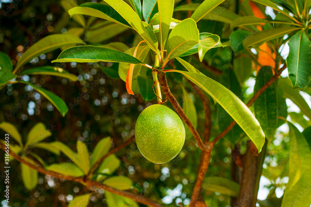 Green passion fruit on a branch with green leaves Green passion fruit on a branch with green leaves