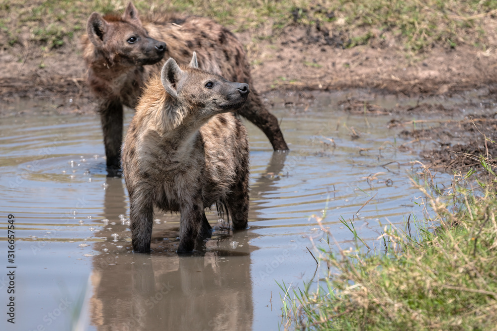 Two hyenas standing in the water to cool off in the heat of the mid-afternoon sun.  Image taken in the Masai Mara, Kenya.