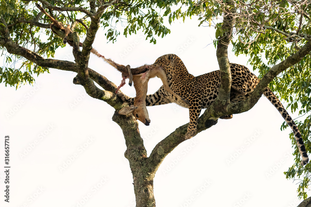 Female leopard removing a dead gazelle from a tree after her cub has finished eating. Image taken in the Masai Mara, Kenya. Female leopard removing a dead gazelle from a tree after her cub has finished eating. Image taken in the Masai Mara, Kenya.