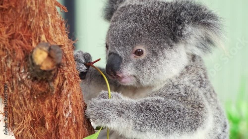 Cute Koala bear chewing on eucalyptus Leaves photo