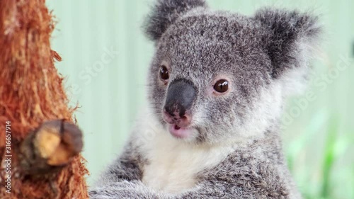 Cute Koala bear chewing on eucalyptus leaves and looking around photo