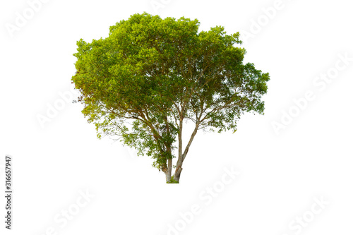 Tree in isolated white background with clipping path