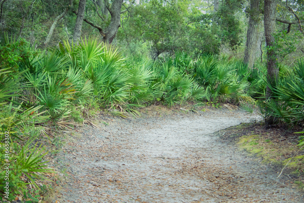 Obraz premium pathways in the forest