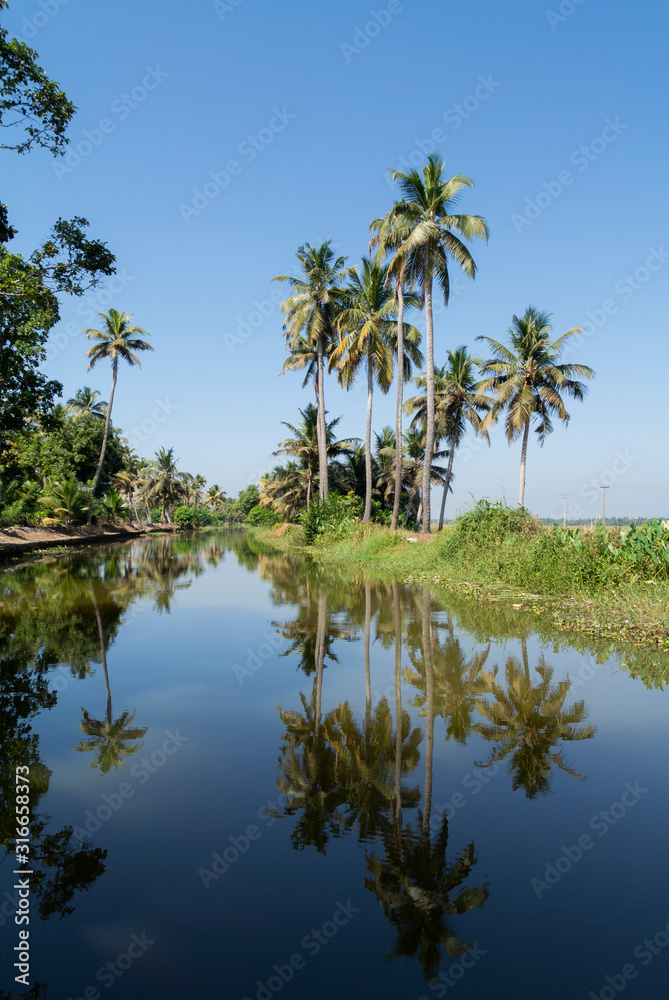 Landscape of backwater with palm trees, kumarakom, kerala, South India