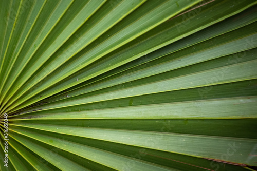 fan palm leaf in the forest