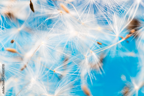 Flying dandelion seeds, macro photography of nature, dandelion parachutes on a bright colored background