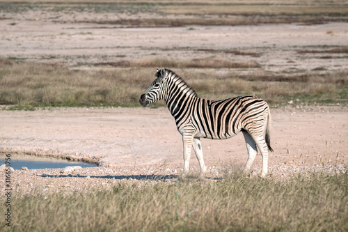 A zebra walks to a watering hole.  Image taken in Etosha National Park  Namibia.