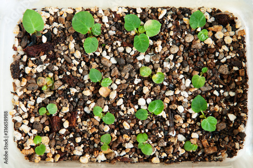 Young Dorstenia Foetida cactus scion propagation on soil