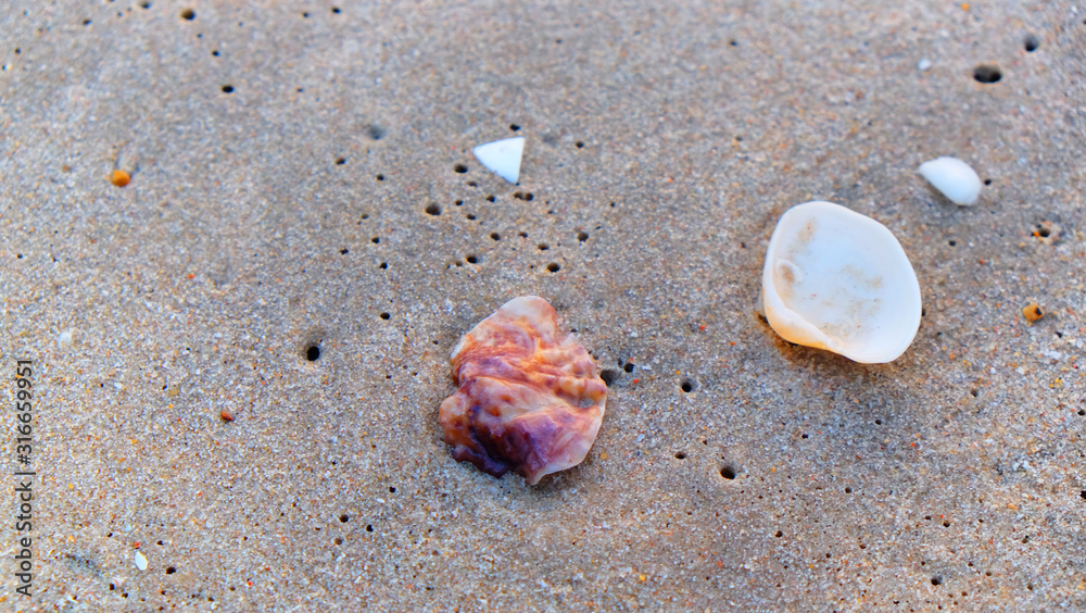 Sea shell on the sand beach background.