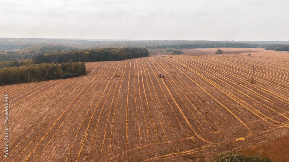 Harvesting pumpkin. Top view from the dron