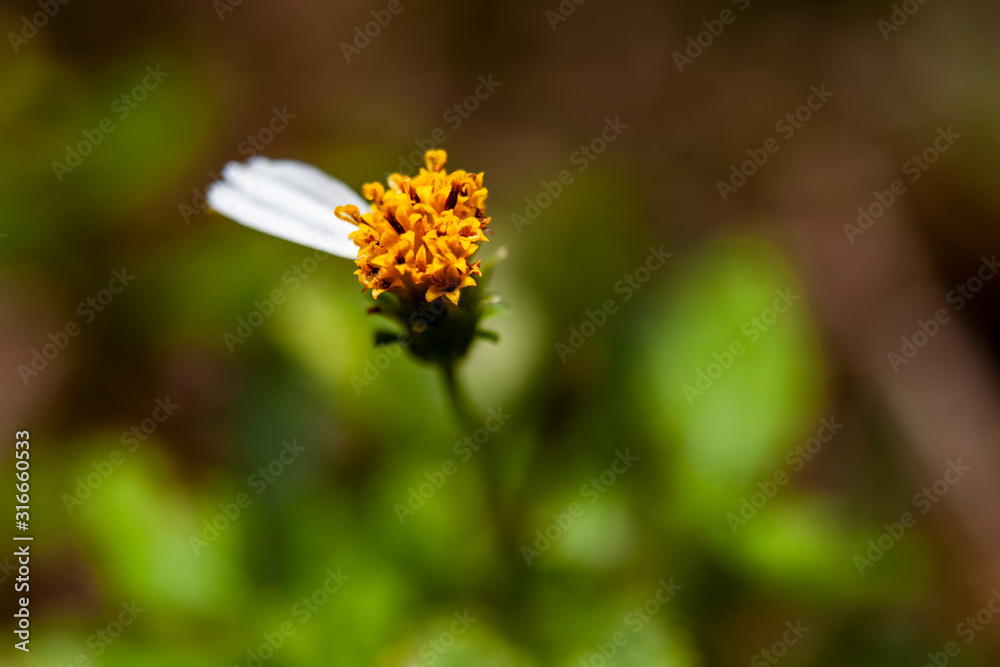 flower with a single petal flower with a single petal