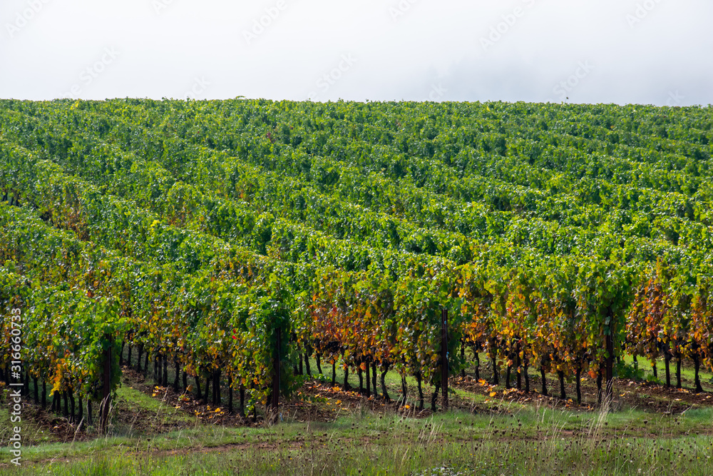 A view over lush green rows of grapevines in an Oregon vineyard, some leaves turning to fall colors. 