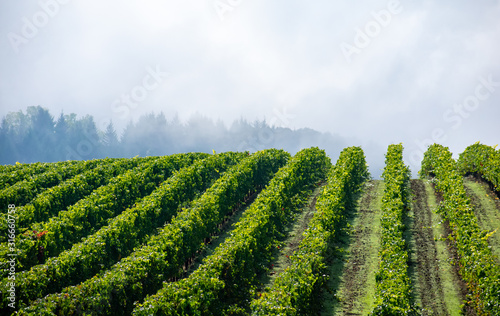 Sun and shadow play over lush green rows of grapevines in an Oregon vineyard, fog softening a view of trees in the background. 