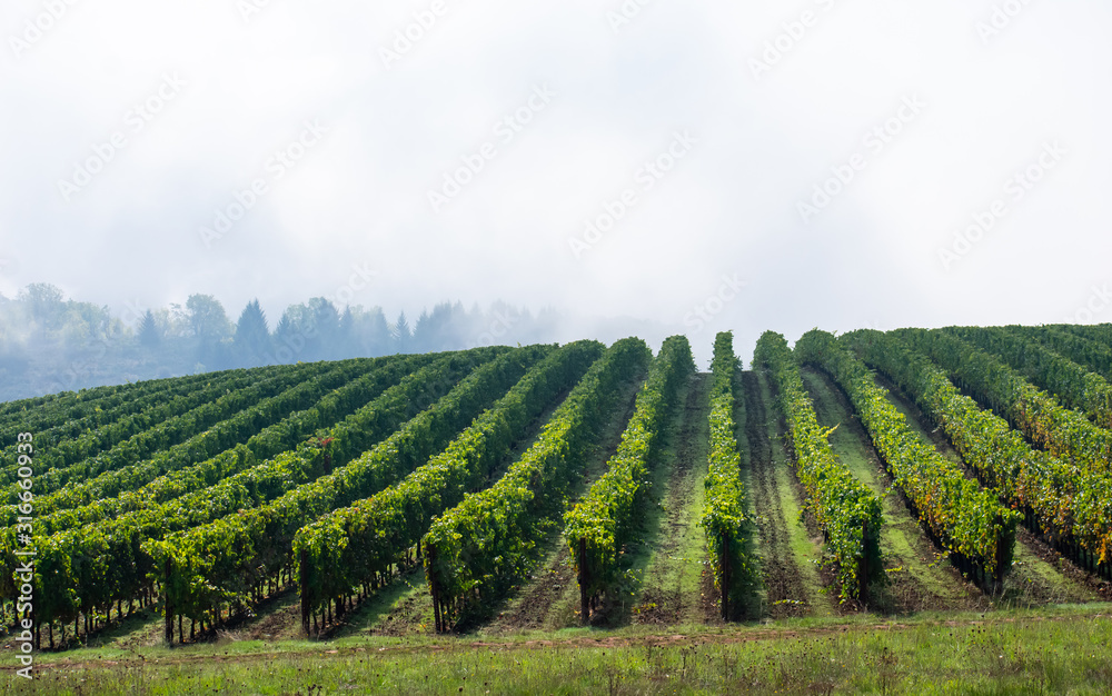 Sun and shadow play over lush green rows of grapevines in an Oregon vineyard, fog softening a view of trees in the background. 