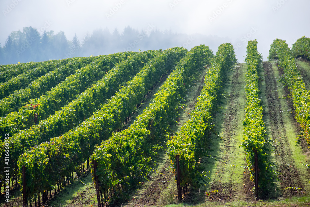Naklejka premium Sun and shadow play over lush green rows of grapevines in an Oregon vineyard, fog softening a view of trees in the background. 