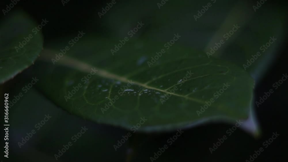Dark green leaf with speckles of rain on it. Slow mo focus in to raindrops. Dark green leaf with speckles of rain on it. Slow mo focus in to raindrops.