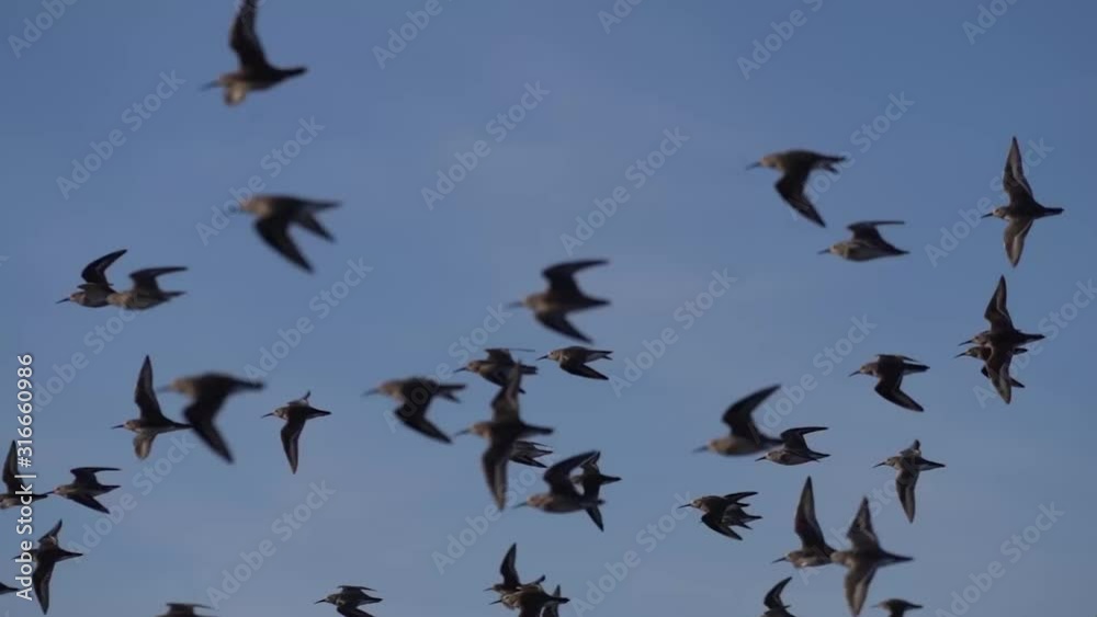 flock of water bird flying blue sky natural park