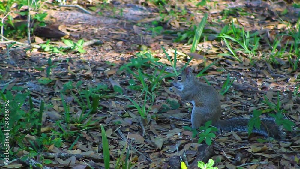 A squirrel searching and eating on leaf-covered ground, with daylight filtering through the trees. A squirrel searching and eating on leaf-covered ground, with daylight filtering through the trees.
