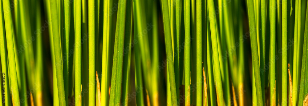 close up of green grass shoots close up of green grass shoots