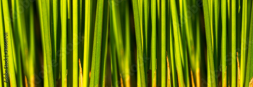 close up of green grass shoots